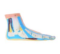 Modelo anatómico de pie que incluye músculos, ligamentos, anatomía humana, accesorio de enseñanza con signos digitales, ligamentos y tobillos musculares