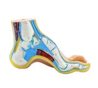 Modelo anatómico de pie que incluye músculos, ligamentos, anatomía humana, accesorio de enseñanza con signos digitales, cráneo y tobillo, esqueleto médico y ligamentos de tobillo