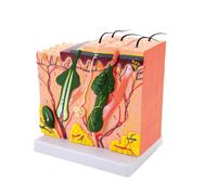 Modelo anatómico de piel ampliado 35/50 / 70 / 85X que enseña anatomía de la estructura humana para estudio científico