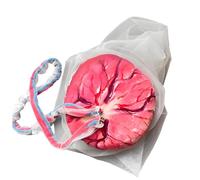 Modelo anatómico de placenta y cordón umbilical. Modelo anatómico de placenta y cordón umbilical de tamaño natural. Herramienta didáctica detallada de obstetricia y ginecología con venas.