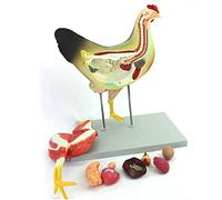 Modelo anatómico de pollo con músculos viscerales, nervios de órganos, herramienta educativa extraíble para enseñanza e investigación médica