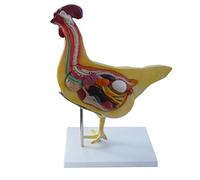 Modelo anatómico de pollo de tamaño real, modelo de anatomía de gallina, modelo desmontable de anatomía de órgano de pollo modelo de simulación de pollo para enseñanza de estudio veterinario