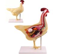 Modelo anatómico de pollo, kit de modelo de anatomía animal 3D con órganos y esqueleto extraíbles, conjunto de biología detallada for estudiantes de veterinaria, agricultores.