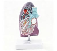 Modelo Anatómico de Pulmón Con Base, Modelo Unilateral de Anatómico Pulmonar, Estructura de Medicina Respiratoria para la Comunicación Médico-Paciente Recursos de Aprendizaje