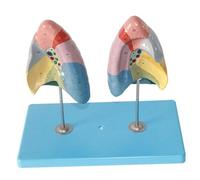 Modelo anatómico de pulmón desmontable tamaño natural, 32 cm, sistema respiratorio con 10 segmentos pulmonares, herramienta enseñanza médica