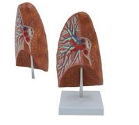 Modelo Anatómico de Pulmón Humano a Tamaño Natural Con Base, Modelo Pulmonar de los Órganos Respiratorios Ideal para Estudiar Anatomía y Fisiología