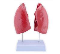 Modelo anatómico de pulmón Humano a tamaño Real 1:1. Modelo de anatomía del Sistema respiratorio con 4 Piezas Desmontables y anatomía precisa for Aprender y comprender