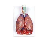 Modelo anatómico de pulmón y corazón humano desmontable en 7 partes. Incluye laringe, tráquea sistema respiratorio detallados