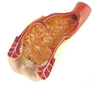 Modelo anatómico de recto y canal anal humano, modelos científicos de anatomía humana, herramientas de demostración de la estructura del canal anal y el recto, for investigación y aprendizaje médico.