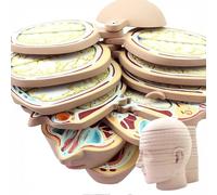 Modelo anatómico de sección transversal de cabeza y cerebro humanos de 12 piezas, modelo de cerebro humano con sección horizontal de corte, logotipo de anatomía transparente