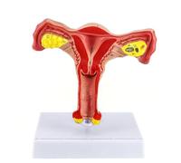 Modelo anatómico de tamaño natural del sistema reproductivo femenino: estructura detallada del útero, los ovarios y la vagina para la enseñanza de la ginecología Humano Desmontable de