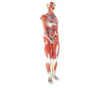 Modelo anatómico de torso humano, 27 partes, 1/2 tamaño real, herramienta educativa de enseñanza para aprendizaje y estudios de anatomía