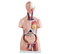 Modelo anatómico de torso humano asexuado 85 cm con órganos y esqueleto extraíbles, grado médico, 21 piezas desmontables