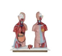Modelo anatómico de torso humano de 45 cm con 23 piezas extraíbles - Material didáctico de esqueleto humano unisex, 1 pieza