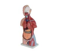 Modelo anatómico de Torso Humano de 45 cm con 23 Piezas extraíbles - Modelo de Cuerpo Humano Unisex