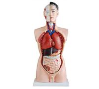 Modelo anatómico de torso humano tamaño natural 85 cm con órganos extraíbles. órgano masculino desmontable grado médico