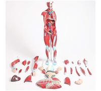 Modelo anatómico de Torso - Modelo de Torso con 27 Partes Desmontables - Modelo de anatomía del músculo Humano - Modelo de Torso anatómico médico - para Ayuda educativa médica