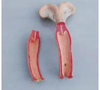 Modelo anatómico de útero de cerdo/perro/vaca/oveja/caballo, modelo de órgano animal, modelo de útero y ovario, modelo de anatomía corporal del sistema reproductor for médicos, herramienta educativa(C