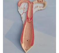 Modelo anatómico de útero de cerdo/perro/vaca/oveja/caballo, modelo de órgano animal, modelo de útero y ovario, modelo de anatomía corporal del sistema reproductor for médicos, herramienta educativa(S