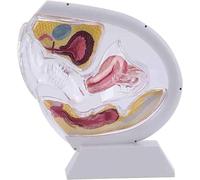 Modelo anatómico de útero femenino transparente, modelo didáctico de útero, pelvis y recto, para la formación y la enseñanza en el ámbito médico(White)