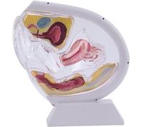 Modelo anatómico de útero humano con órganos de cavidad pélvica para enseñanza médica y aprendizaje educativo