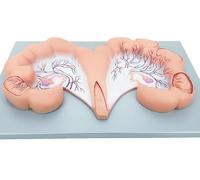 Modelo anatómico de útero y ovario de cerdo, educación sobre fisiología y sistema reproductivo animal, réplica de anatomía de tamaño natural, herramienta de enseñanza educativa for médicos.