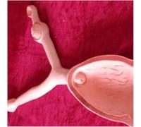 Modelo anatómico de útero y ovario de cerdo/perro/vaca, modelo de órganos animales, modelo de anatomía del sistema reproductor for médicos, herramienta educativa, modelo didáctico.(Horse)