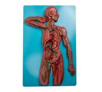 Modelo Anatómico de Vasos y Ganglios Linfáticos del Cuerpo Humano Con Base, Modelo Anatómico del Sistema Linfático Humano, Muestras para Estudios