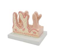 Modelo anatómico de vellosidades intestinales, digestivo humano, intestino grueso humano, anatomía del ciego, instituciones educativas