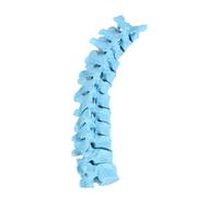 Modelo anatómico de vértebras torácicas escala 1: 1 Modelo de columna torácica humana de 12 secciones para demostración de enseñanza en Anatomía colorida de la columna vertebral