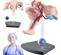 Modelo anatómico del Aparato Reproductor Femenino, Juego de enseñanza de 19 Piezas del útero y órganos internos para Estudiantes de Medicina y Aprendizaje de anatomía