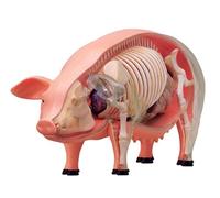 Modelo anatómico del cerdo 4D, modelo del esqueleto modelo de anatomía, desmontable 19 órganos partes del cuerpo modelo animal - modelo de enseñanza para la enseñanza de herramientas