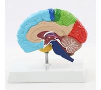 Modelo anatómico del cerebro a color del hemisferio derecho a tamaño real, modelo anatómico del cerebro humano con base de exhibición, herramientas de enseñanza médica para