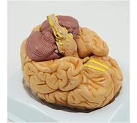 Modelo anatómico del cerebro humano, 8 piezas extraíbles para un estudio detallado, ideal para enseñar y aprender neurociencia