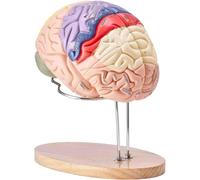 Modelo anatómico del cerebro humano a tamaño real (2X), modelo desmontable de 4 piezas con etiquetas, modelo de anatomía humana para el estudio de la medicina