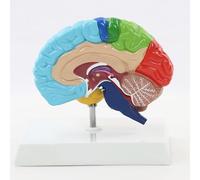 Modelo anatómico del Cerebro Humano del hemisferio Derecho, 1: 1 Área Funcional del hemisferio Derecho Modelo de anatomía del Cerebro Humano Enseñanza médica Coloreada