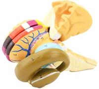 Modelo Anatómico del Cerebro Humano, Modelo de Saco Intracerebral Cerebral y Ganglios Basales, Área Funcional Neuronuclear con Marcadores Digitales, for Demostración Didáctica.