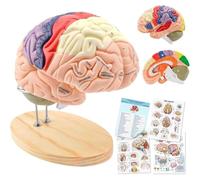 Modelo anatómico del cerebro humano para la enseñanza de las neurociencias, con un modelo anatómico a escala doble y 11 colores para identificar las funciones cerebrales