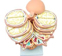 Modelo anatómico del cerebro humano: simulación desmontable de 12 partes con diseño digital de puntos clave y exquisitos detalles en PVC.