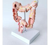 Modelo anatómico del colon humano, modelo anatómico humano en 3D, réplica didáctica de anatomía y fisiología humana