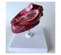 Modelo anatómico del corazón del perro canino, modelo de anatomía del gusano del corazón del perro con base, ayuda for la enseñanza de órganos animales, educación en estudios de ciencias veterinarias