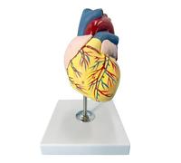 Modelo anatómico del corazón humano a escala 1:1 con 47 códigos pintados a mano, diseñado por un equipo médico. Modelo de corazón de tamaño natural con soporte. Humano Extraíble