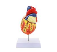 Modelo anatómico del corazón humano agrandado 2 veces, modelo didáctico de cardiología desmontable de 4 partes con base de montaje, corazón médico Humana Modelo