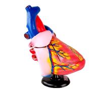 Modelo anatómico del corazón humano ampliado 3X, detallado con base extraíble que muestra aurículas, ventrículos, válvulas y vasos