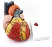 Modelo anatómico del corazón humano, modelo de simulación de corazón ampliado 4X con signo digital, ayudas didácticas de demostración de anatomía cardíaca extraíbles