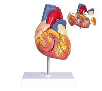 Modelo Anatómico del Corazón, Modelo De Corazón Humano Ampliado 2 Veces, Modelo Anatómico para Aulas De Ciencias y Estudios De Cardiología.