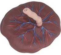 Modelo anatómico del cordón umbilical de placenta médica, modelo de exhibición de enseñanza vascular neonatal de obstetricia y ginecología