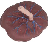 Modelo anatómico del cordón umbilical de placenta, modelo de placenta del cordón umbilical neonatal con venas visualización arterial para ginecología ayuda de formación educativa médica