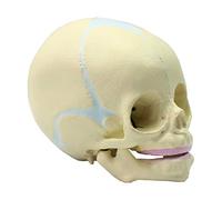 Modelo anatómico del cráneo un feto Humano 30 semanas. Réplica Realista tamaño Natural del Esqueleto la Cabeza fetal.