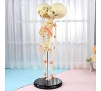 Modelo anatómico del esqueleto de un bebé con doble cabeza humana - Cráneo anatómico médico